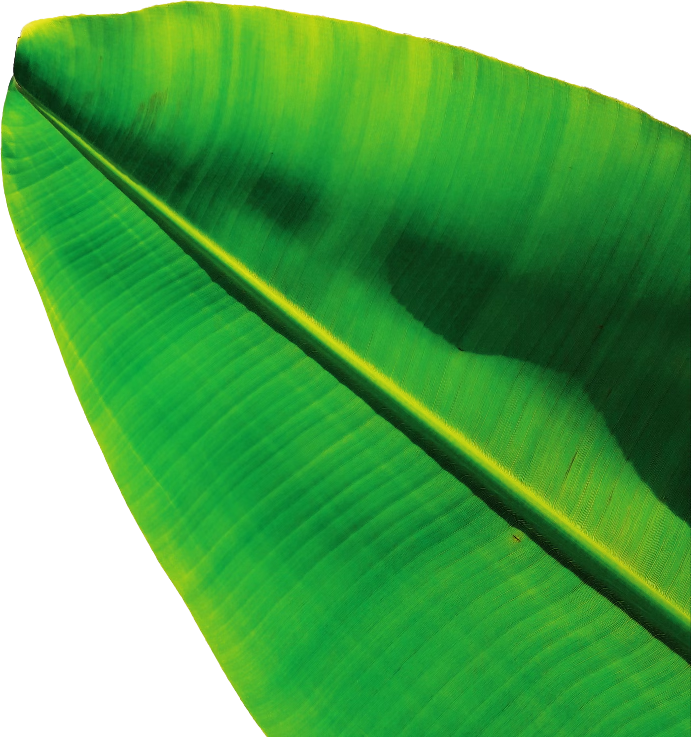 banana leaf, Fresh Banana, Banana leaves, green banana leaf, watercolor Leaves, leaf, grass free png