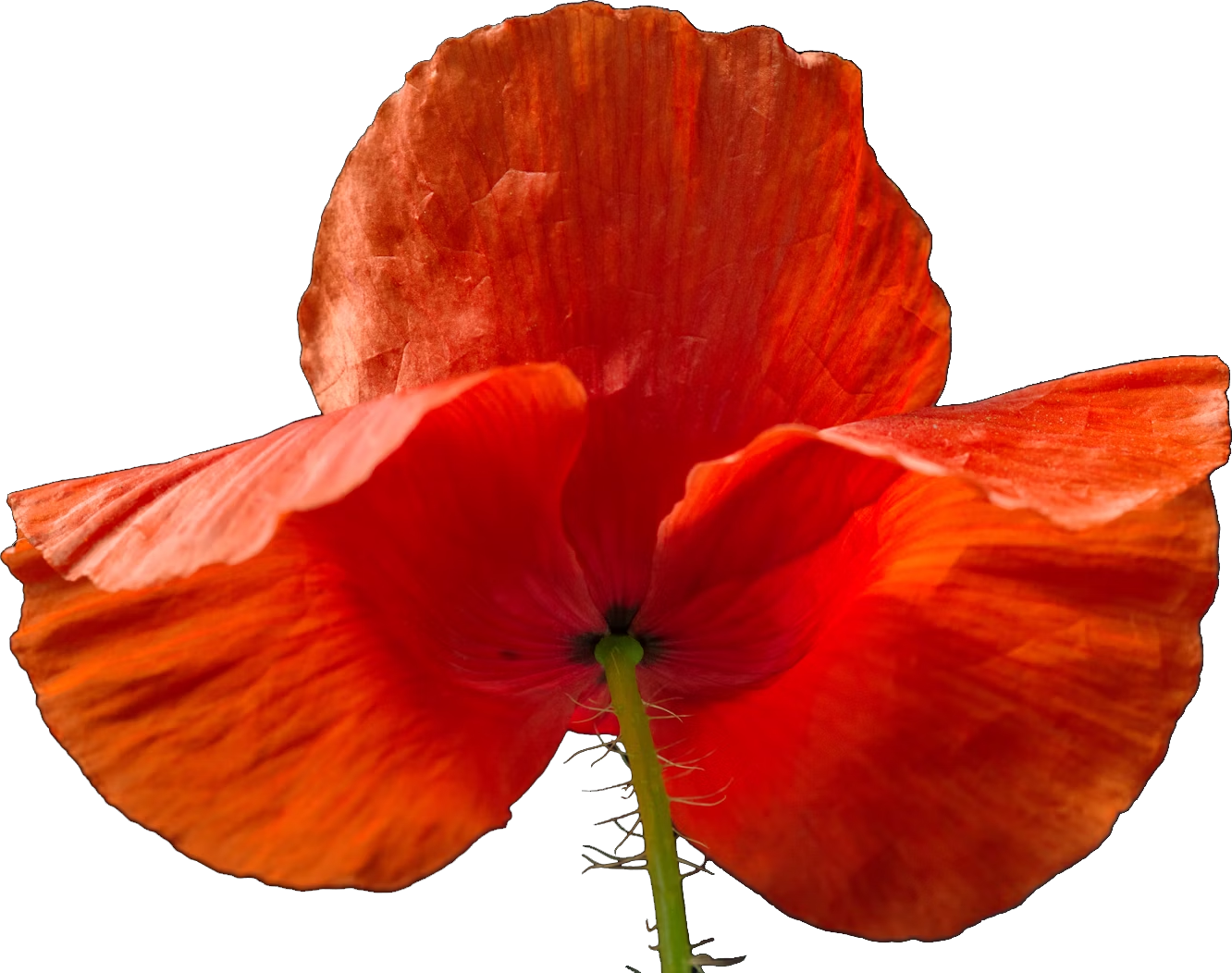 orange-flower