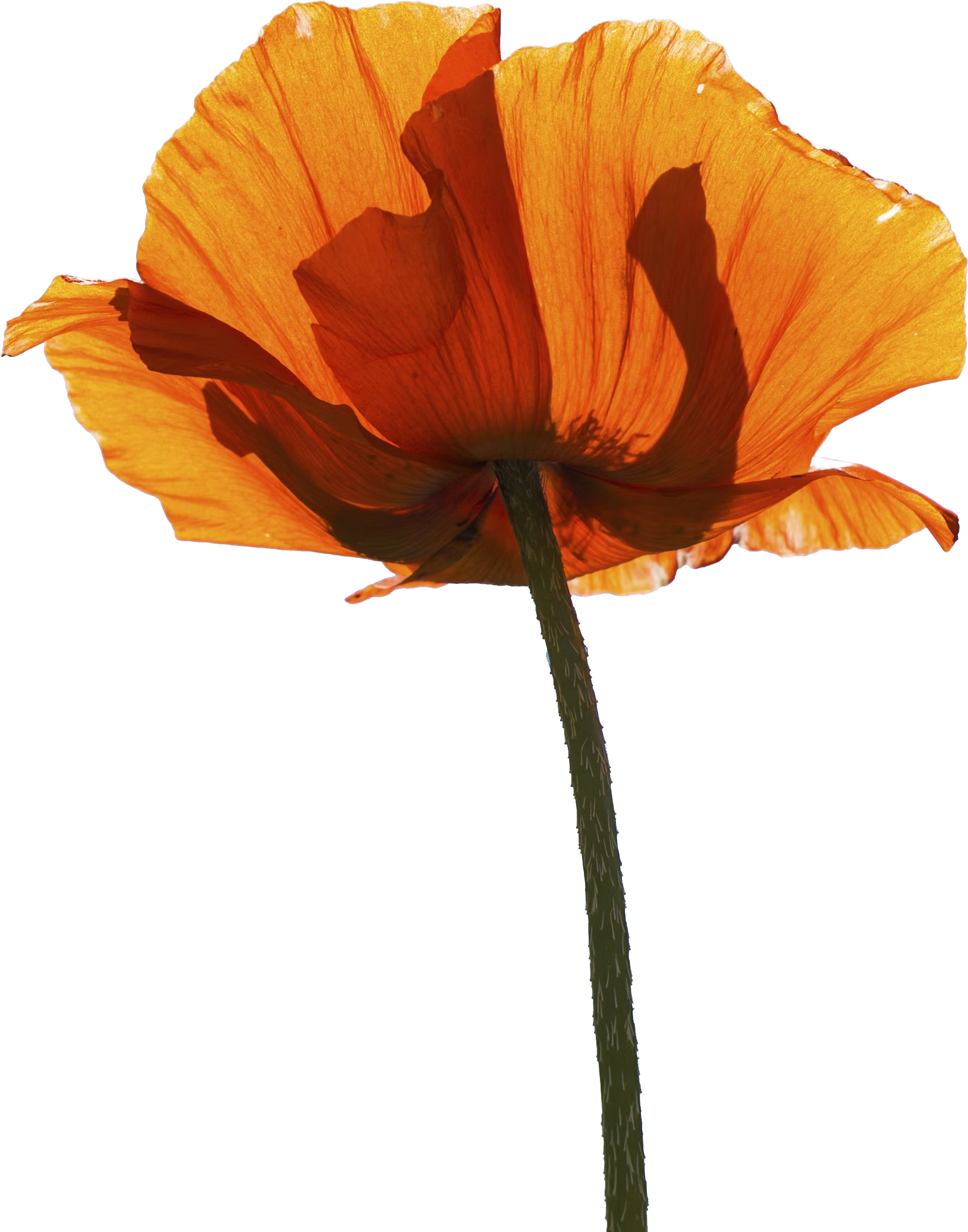orange-flower-under-blue-sky