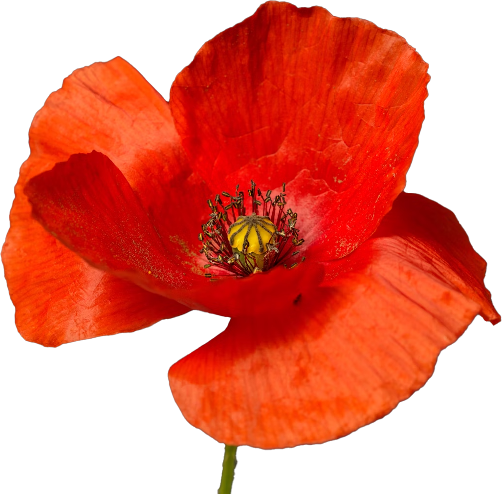 red-flower