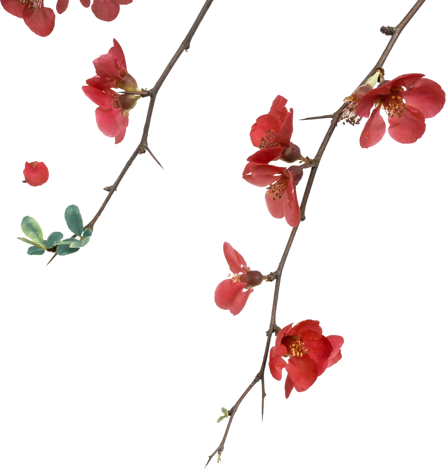 red-petaled-flowers