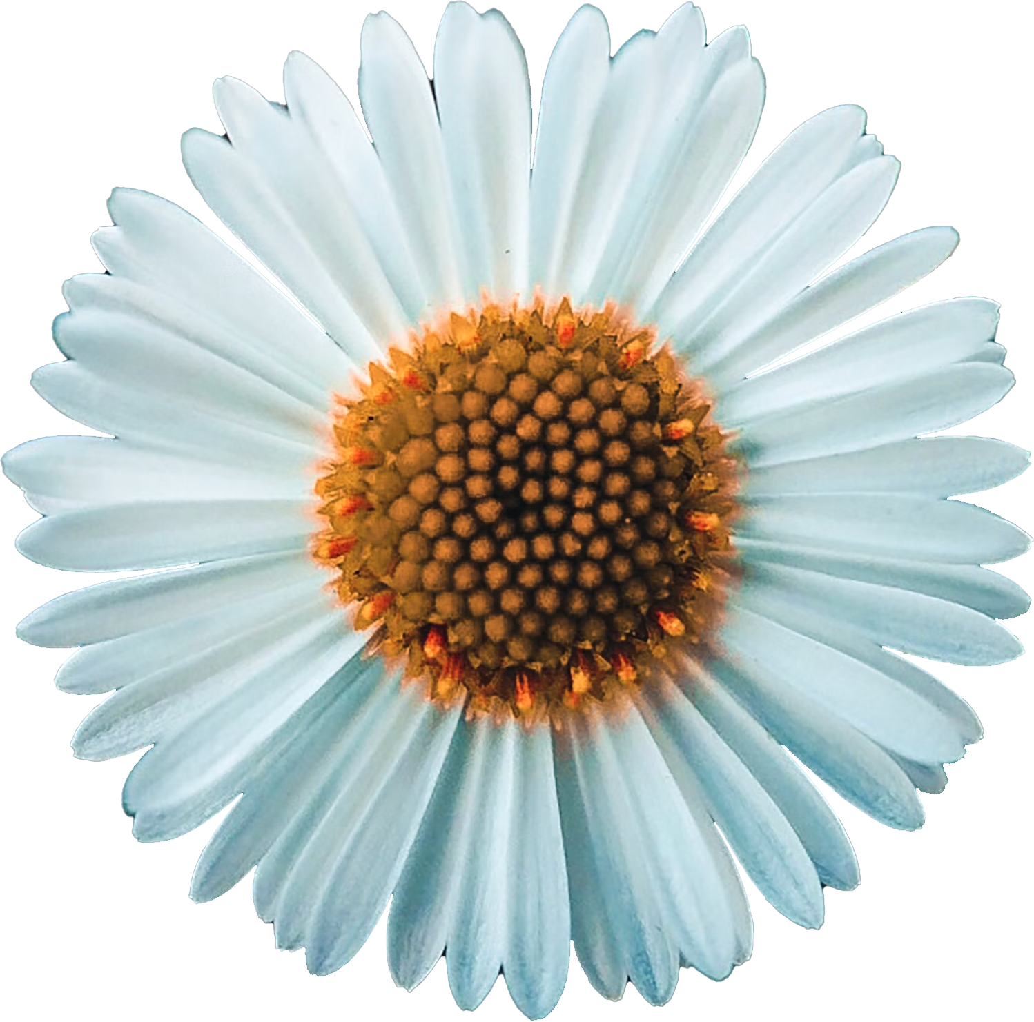 white-daisy-in-bloom
