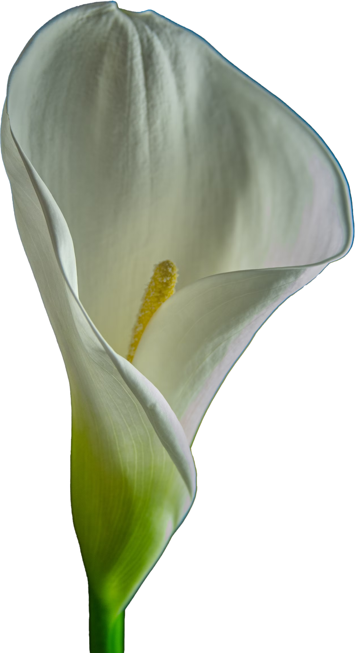 white-tulip-in-bloom