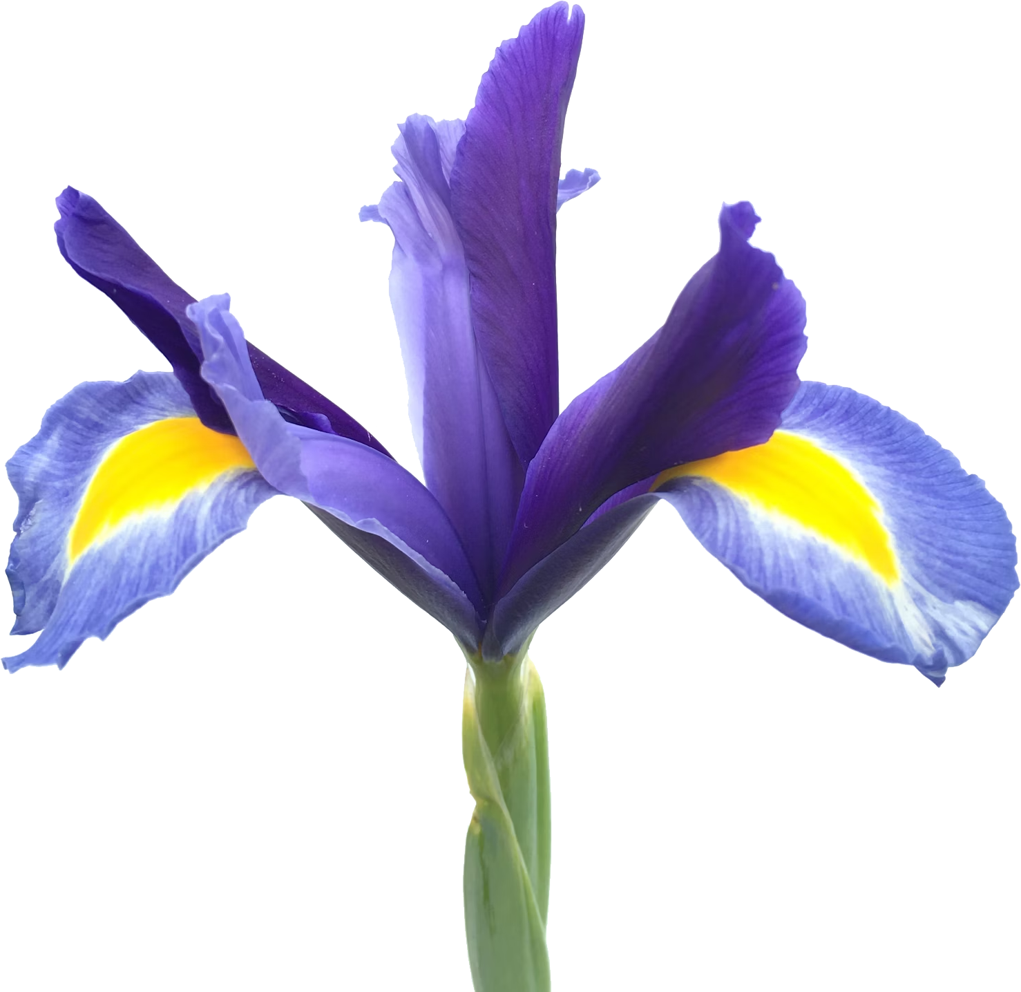 yellow-and-purple-flower